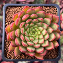 Echeveria Agavoides 'Rainstar' 2" Succulent Plant