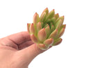 Echeveria Agavoides 'Pink Maria' Hybrid 2" Succulent Plant