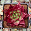 Echeveria Agavoides 'Kaiyen' 4" Succulent Plant