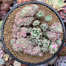 Echeveria 'Bradburiana' Crested 4"-5" Succulent Plant
