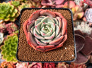 Echeveria 'Salmon' 1" Succulent Plant
