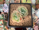 Echeveria 'Ice Cone' 2" Cluster New Hybrid Succulent Plant
