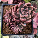Echeveria 'Black Pettla' Cluster 2" New Hybrid Succulent Plant