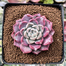 Echeveria 'Pink Spot' 2" Succulent Plant