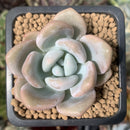 Echeveria 'Monroe Queen' 1"-2" Succulent Plant