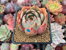 Echeveria 'Hera' 2" Succulent Plant