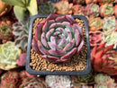 Echeveria 'Horizon' 1"-2" Succulent Plant
