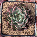 Echeveria 'Ebony' X 'Zaragoza' 2"-3" Succulent Plant