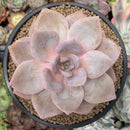 Echeveria 'Bianca' 4"-5" Powdery Succulent Plant