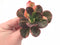 Echeveria Premaddona Variegated Specimen 4” Rare Succulent Plant
