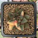 Echeveria 'Monocerotis' Variegated 2" Succulent Plant