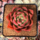Echeveria Agavoides 'Flame' 3" Succulent Plant
