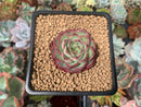Echeveria 'Dancing Bird' 2" Succulent Plant