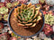 Echeveria Agavoides 'Chou' 4" Succulent Plant
