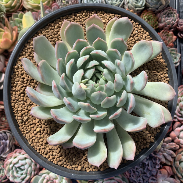 succulent echeveria pulidonis Echeveria 'Pulidonis' Hybrid 5" Large Succulent Plant – True Succulents  Plant Co