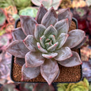 Echeveria 'Purple Champaign' 3" Succulent Plant