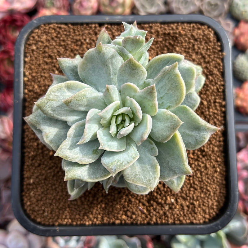 harry watson succulent Graptoveria 'Harry Watson' 3