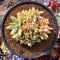 Echeveria Agavoides 'Maria' Crested 4" Succulent Plant