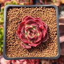 Echeveria 'Longissima' x 'Jungya' 2" Succulent Plant