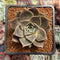 Echeveria 'Mysterious Rose' 2" Succulent Plant