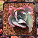 Echeveria 'Flying Cloud' Variegated 2" Succulent Plant