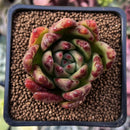 Echeveria Agavoides sp. Freckled Clone 2"-3" Succulent Plant