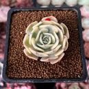 Echeveria 'Compton Carousel' 1" Succulent Plant