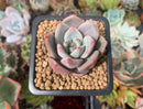 Echeveria 'Purple Champaign' 1" Succulent Plant