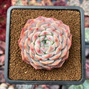 Echeveria 'Icy green' x 'Monroe' 2" Succulent Plant