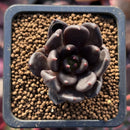Echeveria 'Blackbird' 1" Succulent Plant