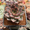 Echeveria 'Beauty Lily' 2" Air Magic Hybrid Succulent Plant