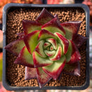 Echeveria Agavoides 'Montena' 2" Succulent Plant