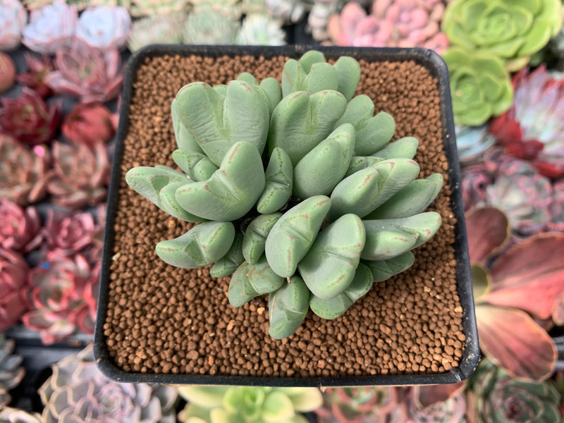 Conophytum 'Bilobum' Cluster 3