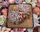 Echeveria 'Moiré' 3-4" Cluster Powdery Succulent Plant