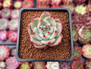 Echeveria 'Flora' 1" Succulent Plant