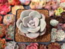 Echeveria 'Roma' 2" Succulent Plant
