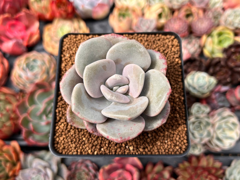 roma succulent Echeveria 'Roma' 2