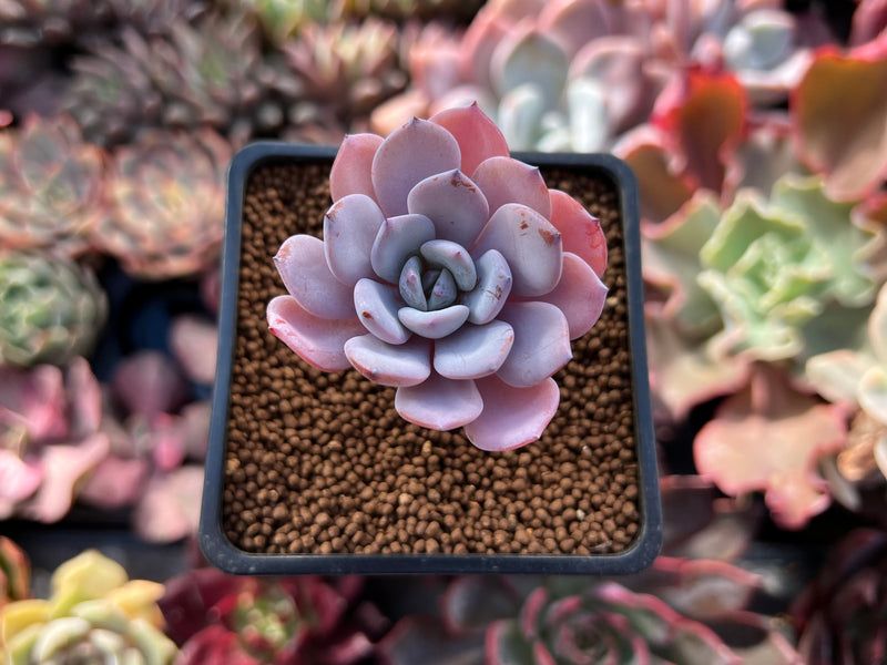 Echeveria 'Icy Purple' 1