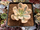 Echeveria Runyonii Variegated (Aka Echeveria 'Akaihosi' Variegated) 3" Succulent Plant