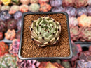 Echeveria Agavoides 'Black Cat' 1" Succulent Plant