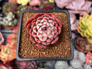 Echeveria 'Luma' 2" Succulent Plant
