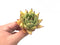 Echeveria Agavoides ‘Sarabony’ Hybrid 2"-3" Rare Succulent Plant