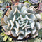 Echeveria 'Exotic' 4" Succulent Plant
