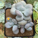 Pachyphytum 'Oviferum' sp. 3" Cluster Succulent Plant