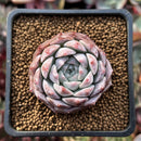 Echeveria 'Rosalina' 1" Powdery Succulent Plant