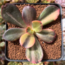Echeveria 'Primadonna' Variegated 2"-3" Succulent Plant