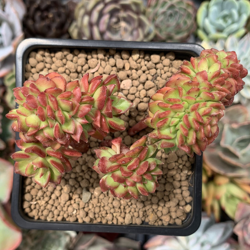 succulent letizia Sedeveria 'Letizia' Crested Cluster 2"-3" Succulent Plant – True Succulents Plant Co