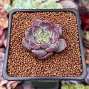 Echeveria 'Cindy' 1" Succulent Plant
