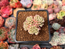 Sedum 'Joyce Tulloch' Variegated 1" Succulent Plant
