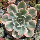 Echeveria 'Secunda' Variegated 4" Succulent Plant